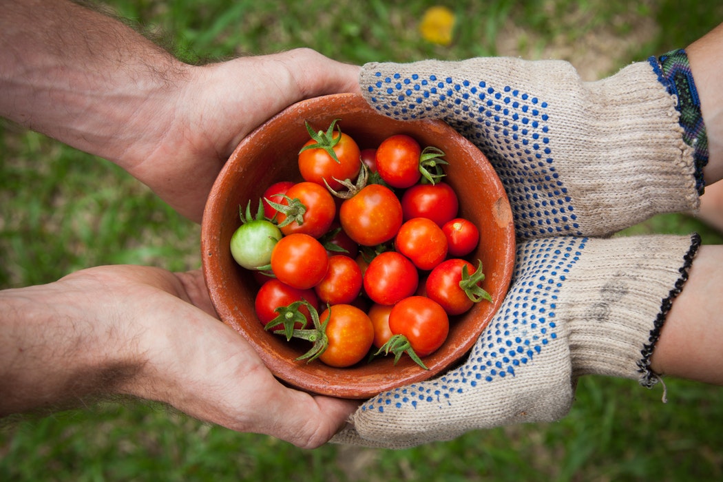 tomatoes for health